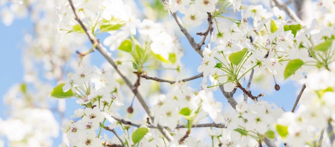 fiori